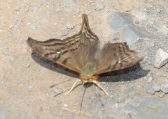 Hypanartia dione