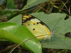 Belenois calypso calypso