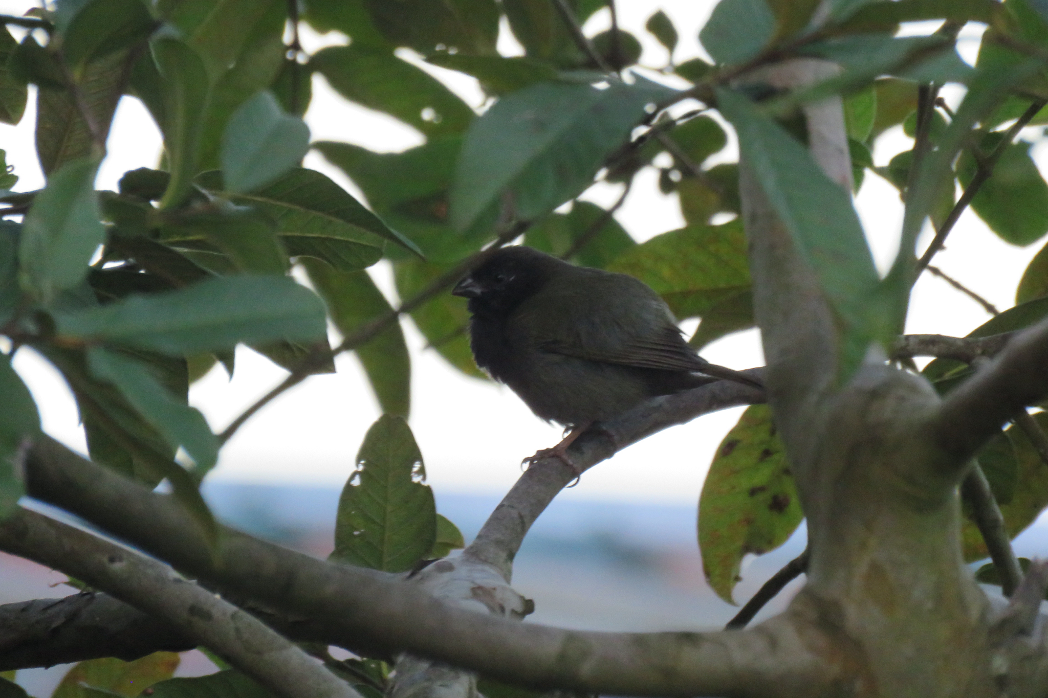 Black-faced Grassquit (Melanospiza bicolor), photo 1