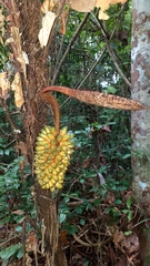 Bactris