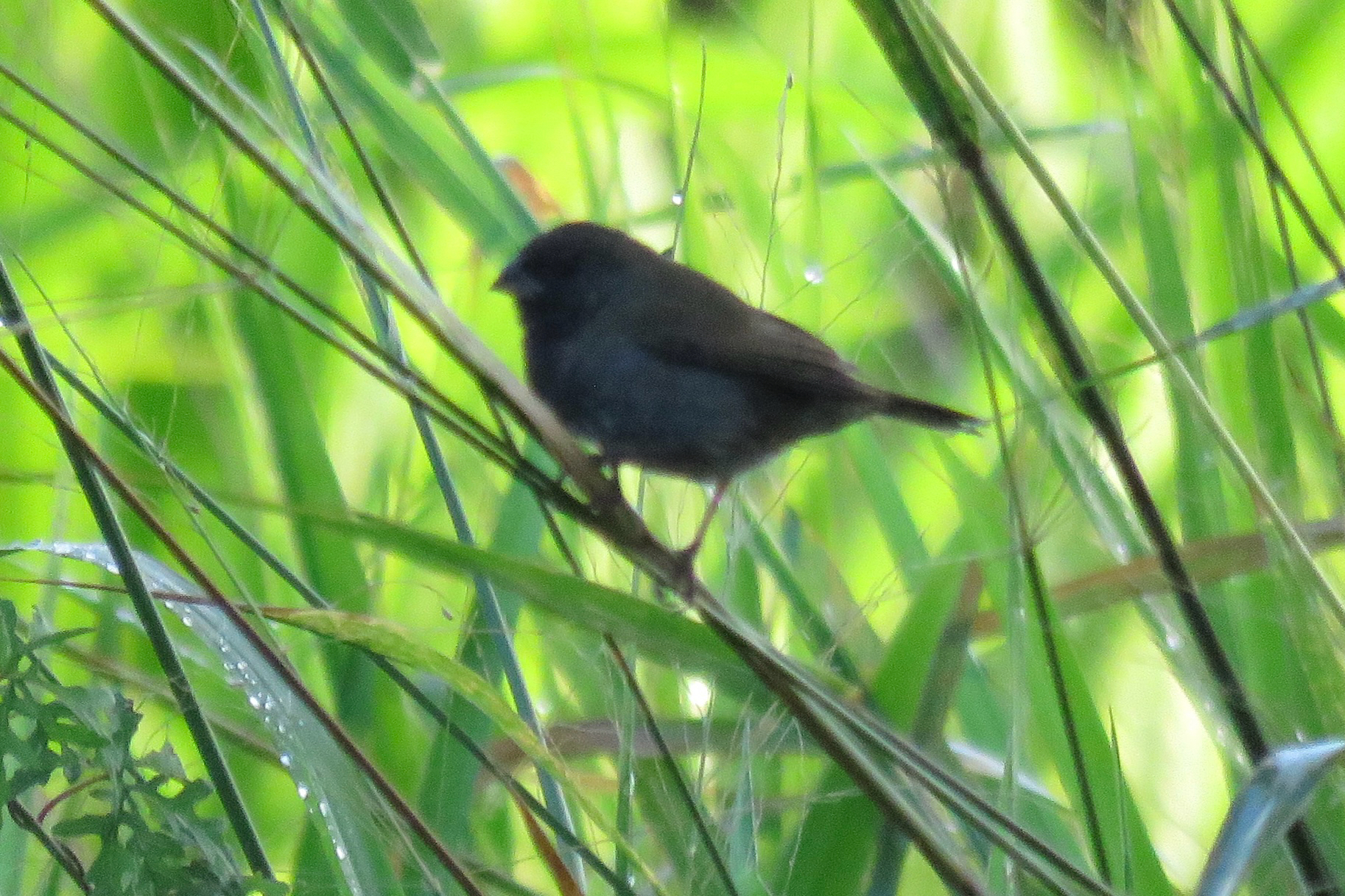 Black-faced Grassquit (Melanospiza bicolor), photo 2