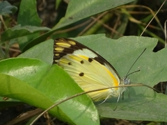 Belenois calypso calypso