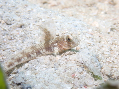 Gomez' Shrimpgoby photo 1