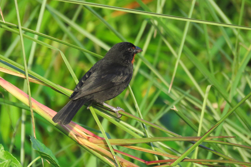 Lesser Antillean Bullfinch (Loxigilla noctis)