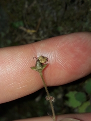 Jovellana repens