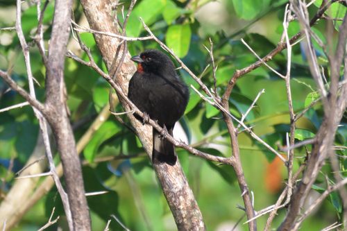 Lesser Antillean Bullfinch (Loxigilla noctis), photo 2
