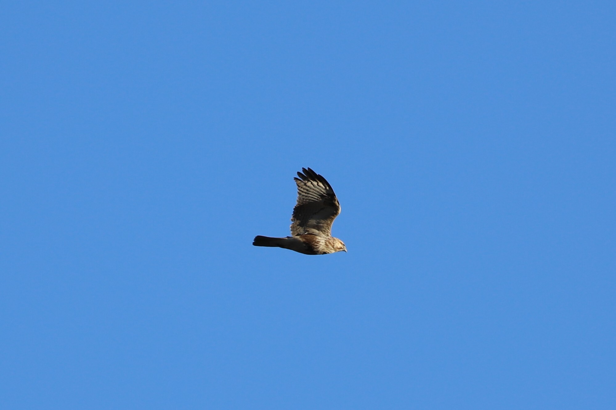 Eastern Buzzard (Buteo japonicus), photo 4