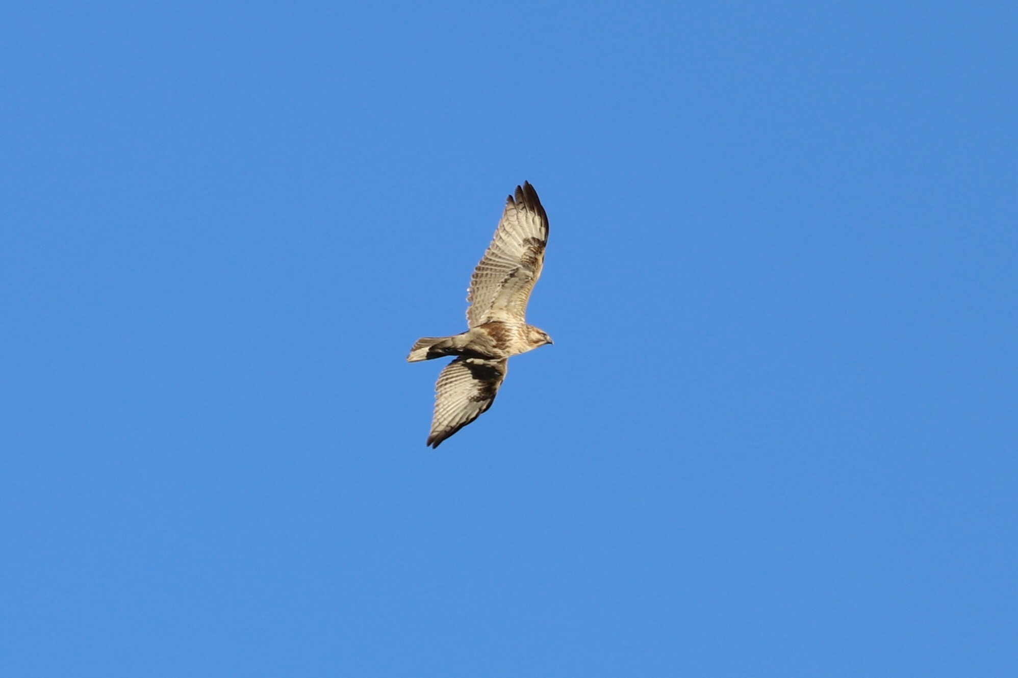 Eastern Buzzard (Buteo japonicus), photo 5