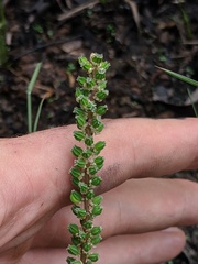 Triglochin multifructa