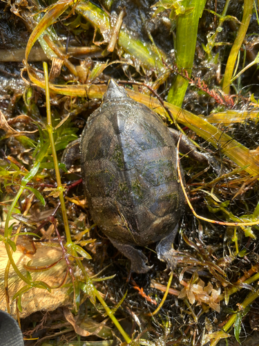 Eastern Musk Turtle observed by birdzilla