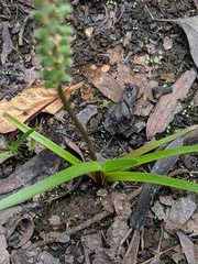 Triglochin multifructa