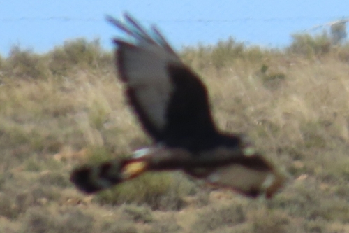 iNaturalist: (c) christine_scott, some rights reserved (CC BY-NC), uploaded by christine_scott iNaturalist image