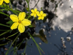 Liparophyllum exaltatum