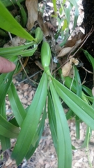 Prosthechea squalida