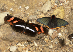 Podotricha telesiphe