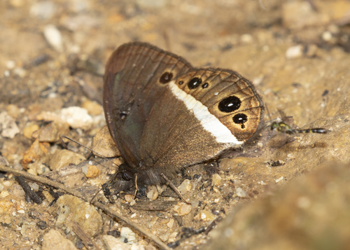Manerebia satura