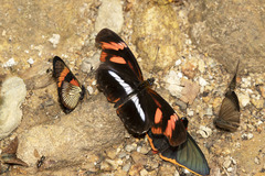 Podotricha telesiphe