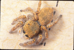 Habronattus anepsius