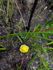 Xyris juncea