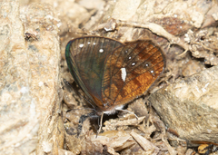 Lymanopoda ferruginosa