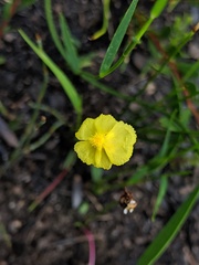 Xyris juncea