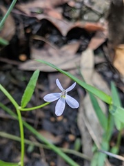 Lobelia stenophylla