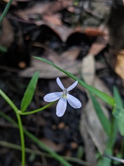 Lobelia stenophylla