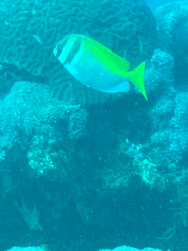 Barhead spinefoot (Siganus virgatus) — Siganidae