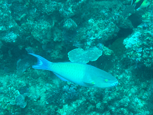 Tricolour parrotfish (Scarus tricolor) — Scaridae — 5