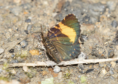 Heterusia