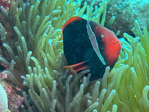 Blackback anemonefish (Amphiprion frenatus) — Pomacentridae