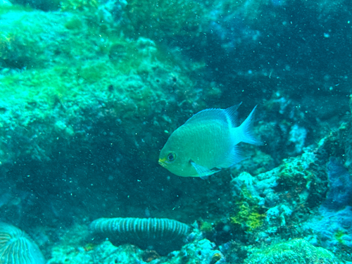 Chromis ovatiformes observed 2026-01-12