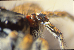 Habronattus anepsius