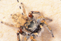 Habronattus anepsius
