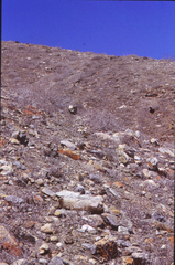 Habronattus anepsius