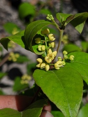 Notelaea ovata