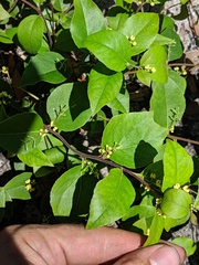 Notelaea ovata