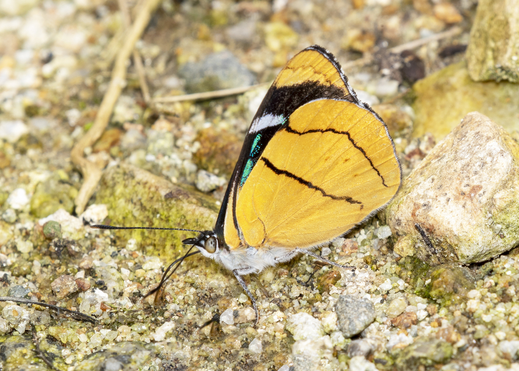 Perisama vitringa