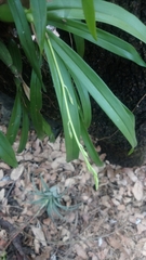 Prosthechea squalida