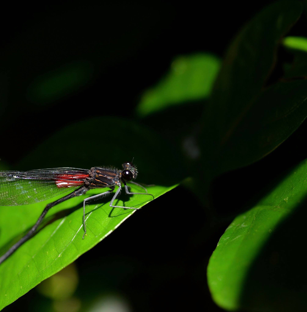 Velvet-black Rubyspot