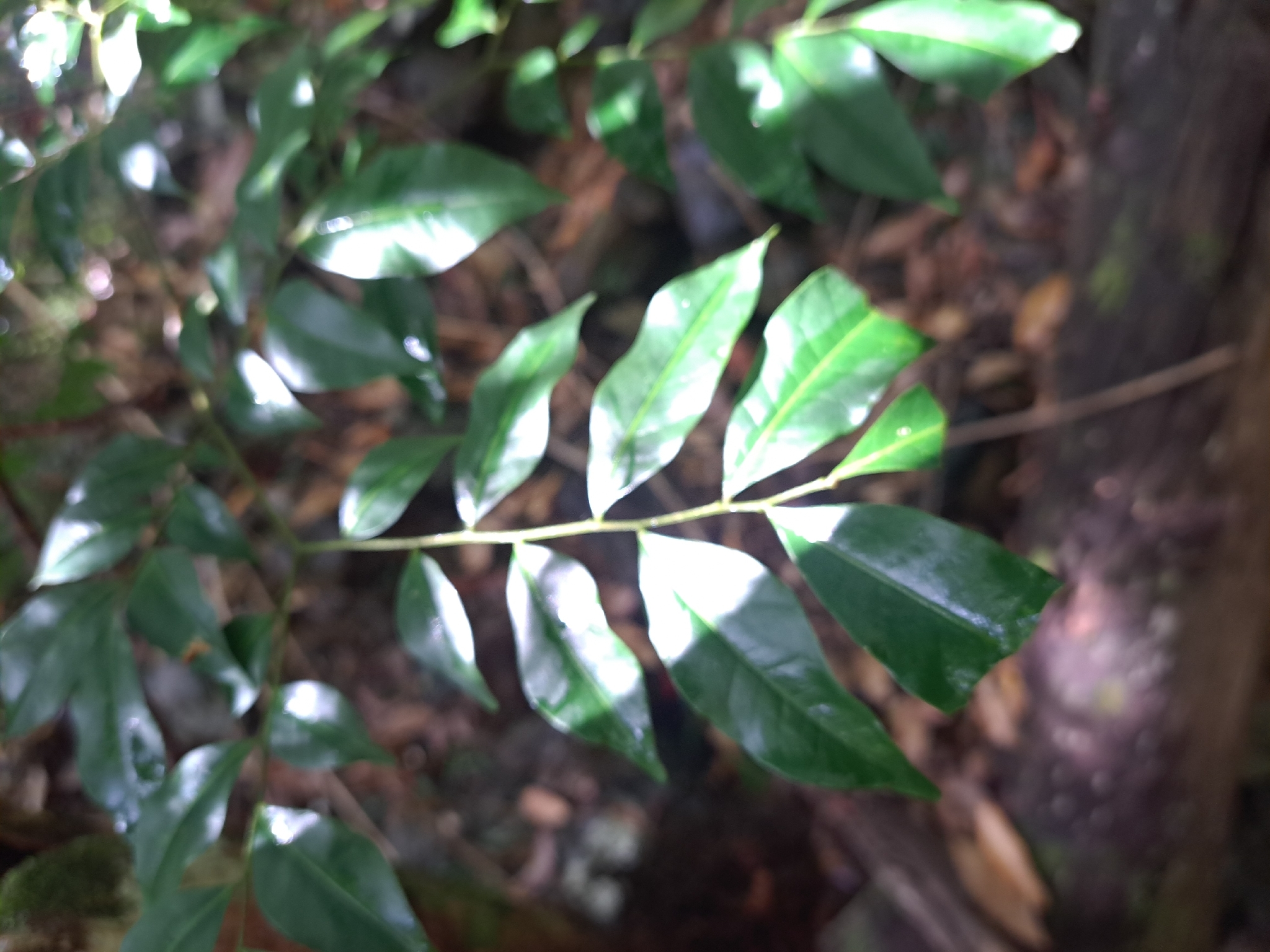 Imagem de Pararchidendron pruinosum