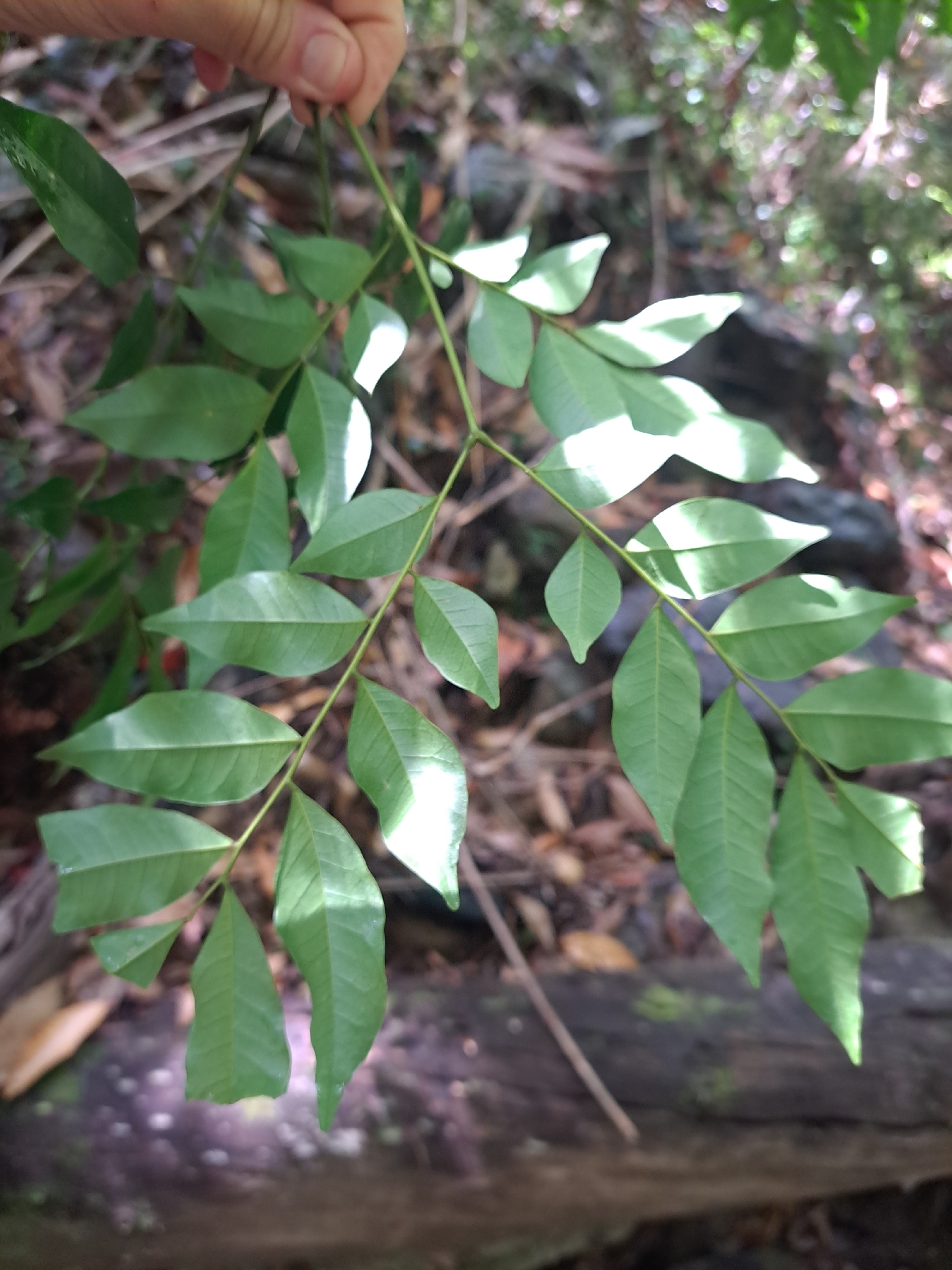 Imagem de Pararchidendron pruinosum