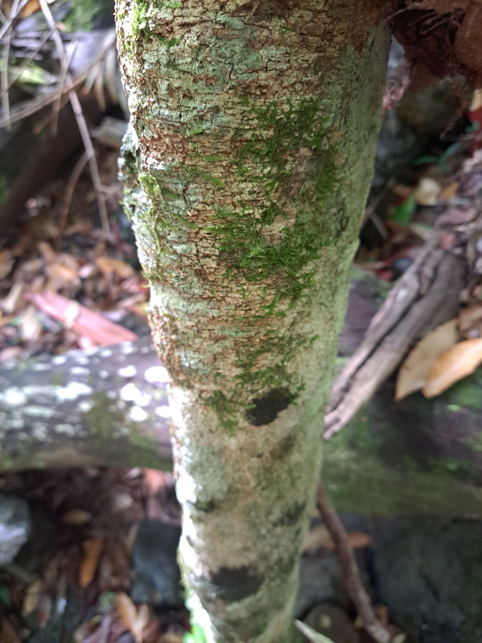 Imagem de Pararchidendron pruinosum