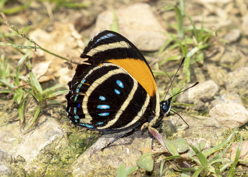 Photo of Lyca Numberwing (Callicore lyca)