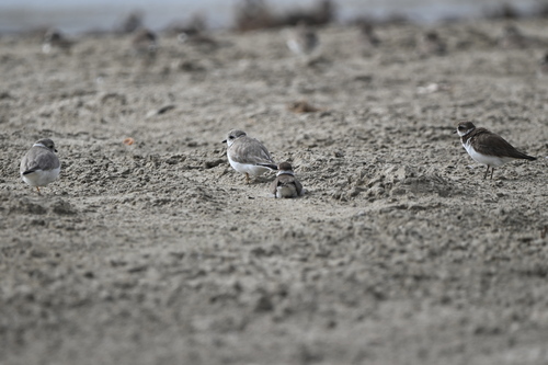 Piping Plover (Charadrius melodus)