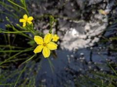 Liparophyllum exaltatum