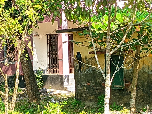 Black Drongo
