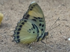 Euphaedra lutescens