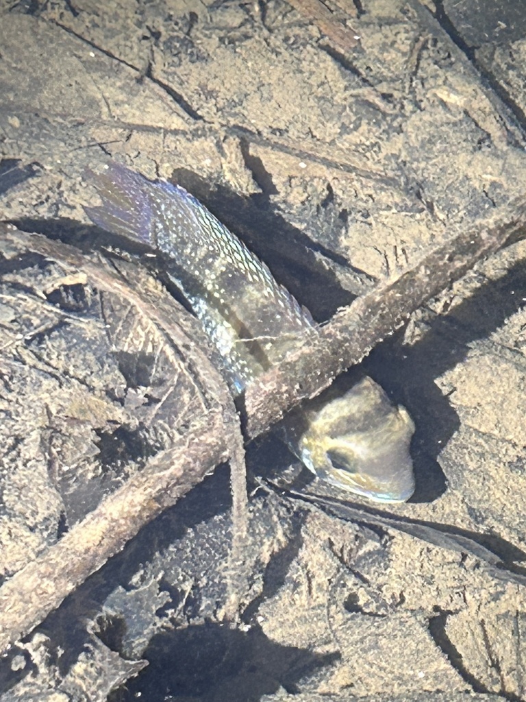 Blue acara (Andinoacara coeruleopunctatus) — Cichlidae