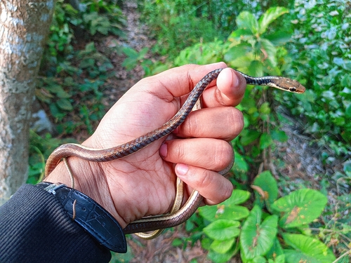 Common Bronzeback Tree Snake
